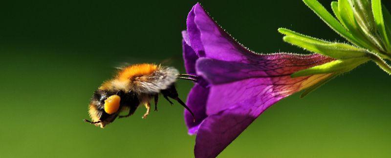 Proteggiamo gli impollinatori - Buona giornata mondiale delle api!