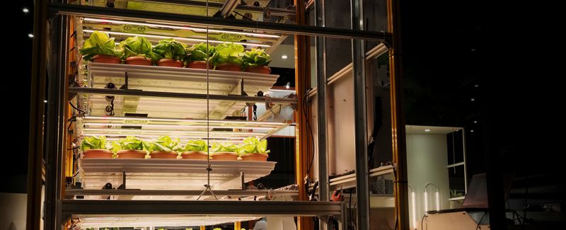 ELETTROCOLTURA: IL FUTURO DELLA PRODUZIONE ALIMENTARE SOSTENIBILE